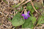 Alpine violet